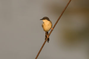 Ashy Prinia (Prinia socialis)