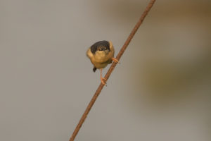 Ashy Prinia (Prinia socialis)