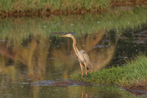 Purple Heron (Ardea purpurea)