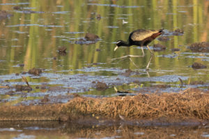 Bronze-winged Jacana (Metopidius indicus)