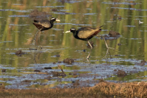 Bronze-winged Jacana (Metopidius indicus)