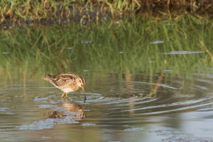 Common Snipe (Gallinago gallinago)