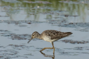 Wood Sandpiper (Tringa glareola)