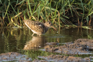 Jack Snipe (Lymnocryptes minimus)