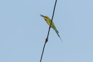 Blue-tailed Bee-eater (Merops philippinus)