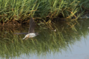 Green Sandpiper (Tringa ochropus)