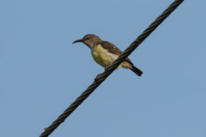 Purple-rumped Sunbird (Leptocoma zeylonica)