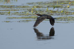 Little Cormorant (Microcarbo niger)