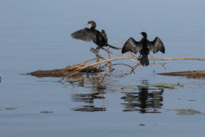 Little Cormorant (Microcarbo niger)