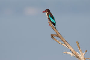 White-throated Kingfisher (Halcyon smyrnensis)