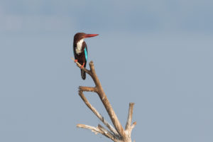 White-throated Kingfisher (Halcyon smyrnensis)