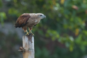 Brahminy Kite (Haliastur indus)