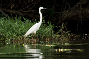 Great Egret (Ardea alba)