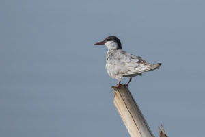 Whiskered Tern (Chlidonias hybrida)