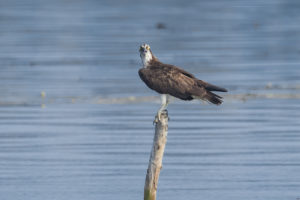 Osprey (Pandion haliaetus)