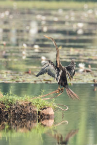 Oriental Darter (Anhinga melanogaster)