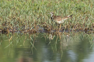 Pheasant-tailed Jakana (Hydrophasianus chirurgus)