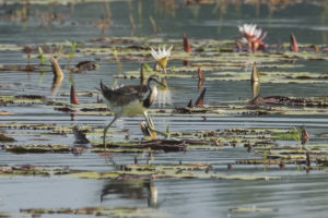 Pheasant-tailed Jakana (Hydrophasianus chirurgus)