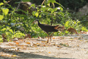 White-breasted Waterhen (Amaurornis phoenicurus)