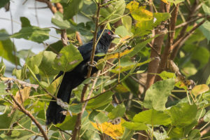 Asian Koel (Eudynamys scolopaceus)