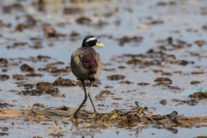 Bronze-winged Jacana (Metopidius indicus)