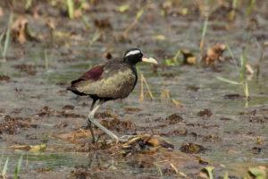 Bronze-winged Jacana (Metopidius indicus)