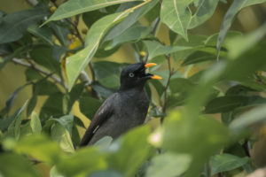 Jungle Myna (Acridotheres fuscus)