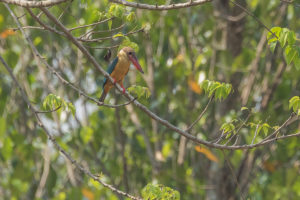 Stork-billed Kingfisher (Pelargopsis capensis)