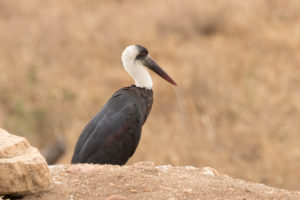 Woolly-necked Stork (Ciconia episcopus)