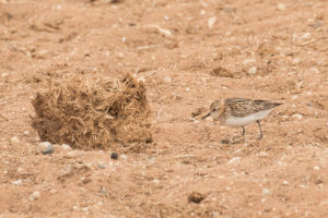 Little Stint (Calidris minuta)