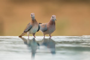 Laughing Dove (Streptopelia senegalensis)