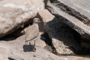 Common Sandpiper (Actitis hypoleucos)