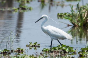 Little Egret (Egretta garzetta)