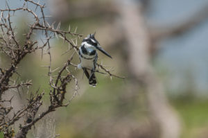 Pied Kingfisher (Ceryle rudis)