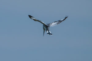 Pied Kingfisher (Ceryle rudis)