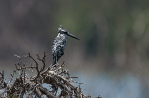 Pied Kingfisher (Ceryle rudis)