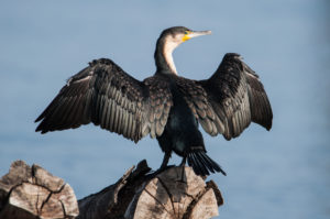 Great Cormorant (White-breasted) (Phalacrocorax carbo lucidus)