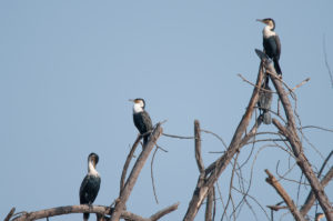 Great Cormorant (White-breasted) (Phalacrocorax carbo lucidus)