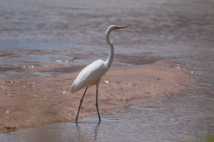 Great Egret (Ardea alba)