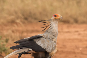 Secretarybird (Sagittarius serpentarius)