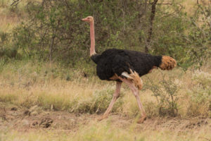 Common Ostrich (Struthio camelus)