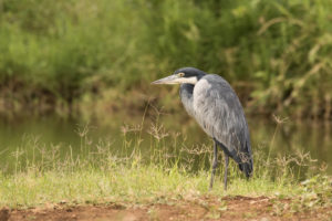 Black-headed Heron (Ardea melanocephala)