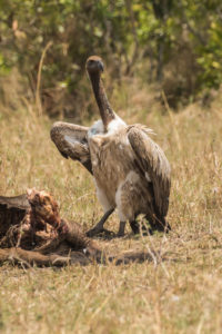 White-backed Vulture (Gyps africanus)