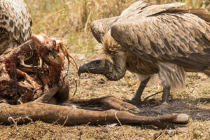 White-backed Vulture (Gyps africanus)