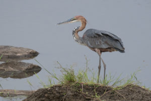 Goliath Heron (Ardea goliath)