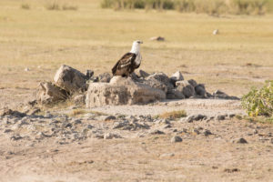 African Fish-Eagle (Haliaeetus vocifer)