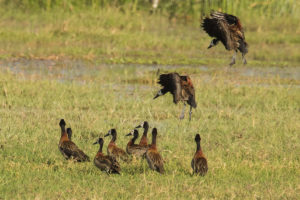 White-faced Whistling-Duck (Dendrocygna viduata)