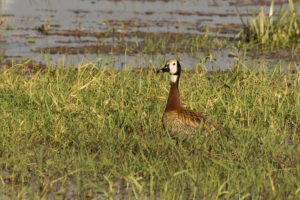 White-faced Whistling-Duck (Dendrocygna viduata)