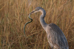 Black-headed Heron (Ardea melanocephala)