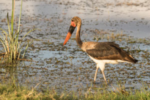 Saddle-billed Stork (Ephippiorhynchus senegalensis)